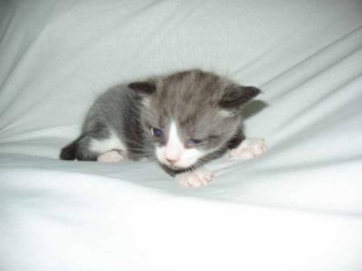 video de un tetris de japoneses