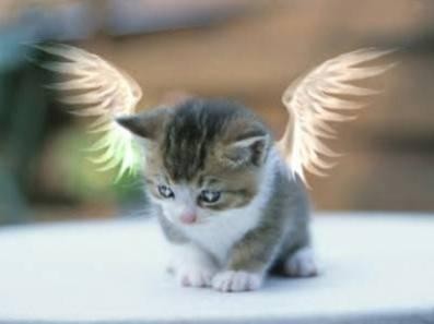 gatito de angel